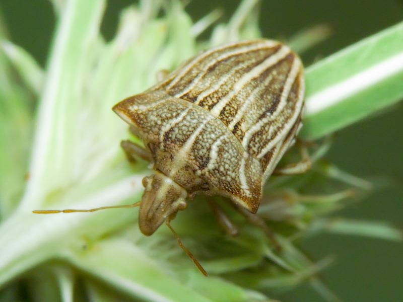 Ancyrosoma leucogrammes (Gmelin, 1790)